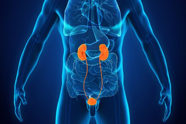 Kidneys, Ureters and Bladder Ultrasound