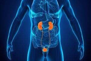 Kidneys, Ureters and Bladder Ultrasound