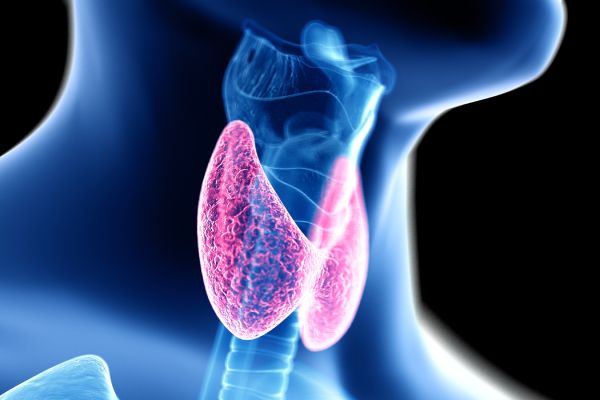 thyroid