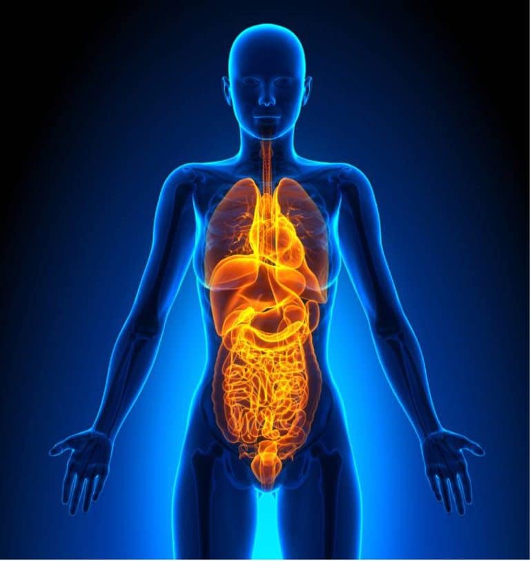 full body ultrasound fibroscan