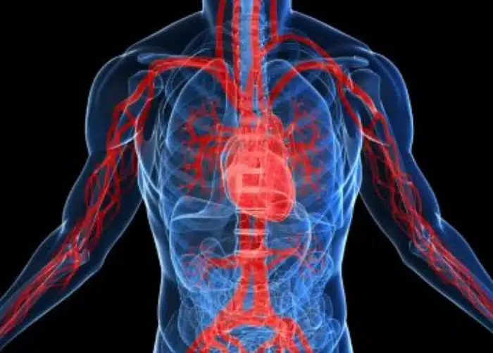 Adult Echocardiography (Heart Ultrasound)